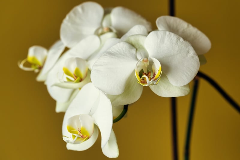 Orchid