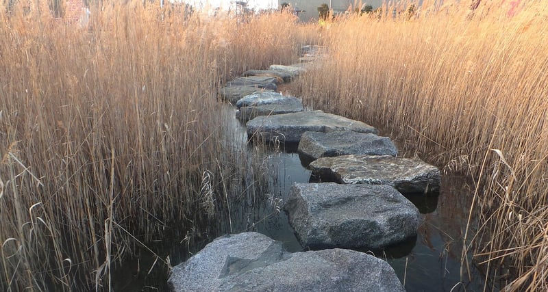 Dragonfly Stepping Stones